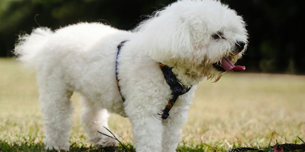 Первая прогулка щенка: что купить и как подготовиться? Советы от кинолога