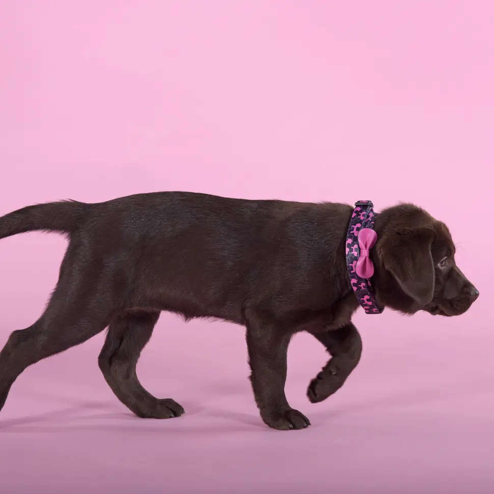 United pets complete me identity ошейник для собак, l 43-73/2,5 см, черный с розовым фото фото №3 United pets complete me identity ошейник для собак, l 43-73/2,5 см, черный с розовым в интернет-зоомагазине Pets Room