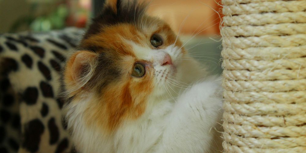 Кошачий «маникюр»: как приучить кота к когтеточке?