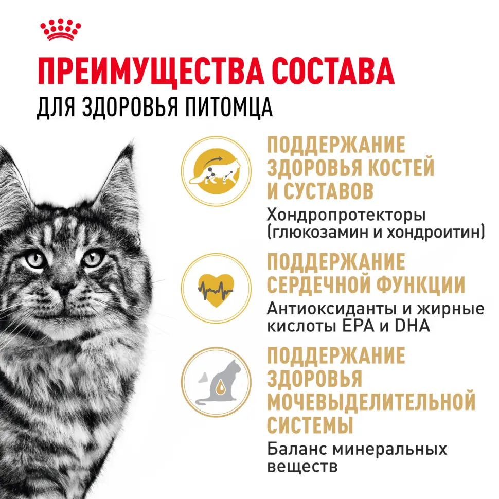 Royal canin maine coon adult сухой корм для взрослых кошек породы мейн - кун - 400 г в интернет-зоомагазине Pets Room
