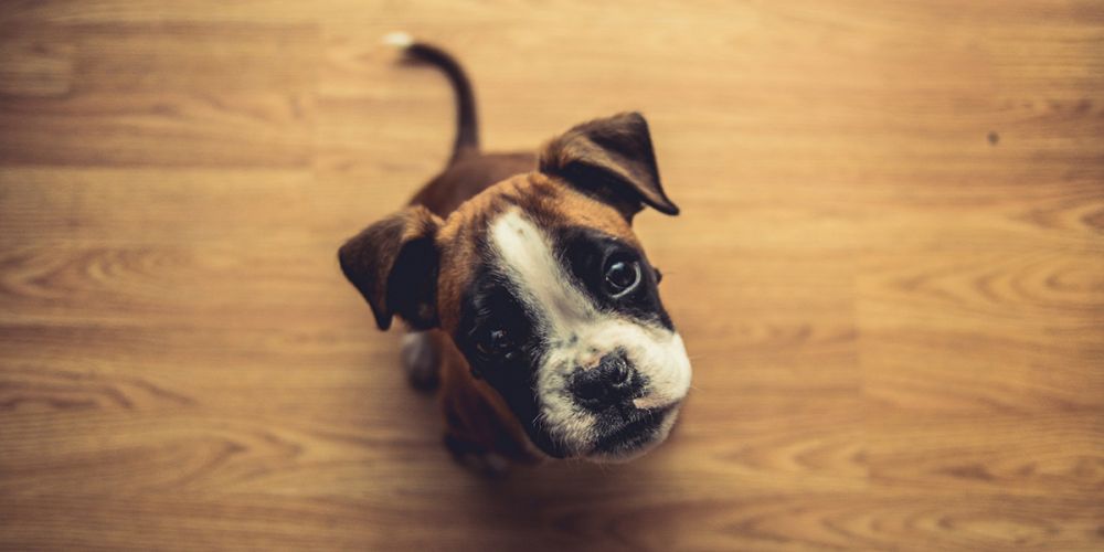 Первый год жизни собаки: зачем щенку нужен специальный корм?