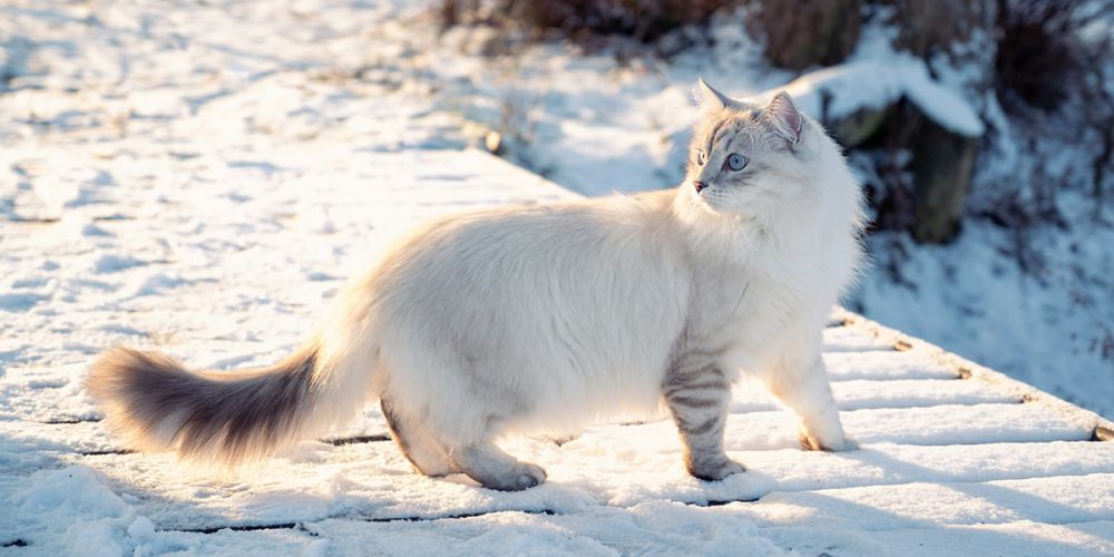 Сибирская кошка: всё о породе — описание, характер, повадки