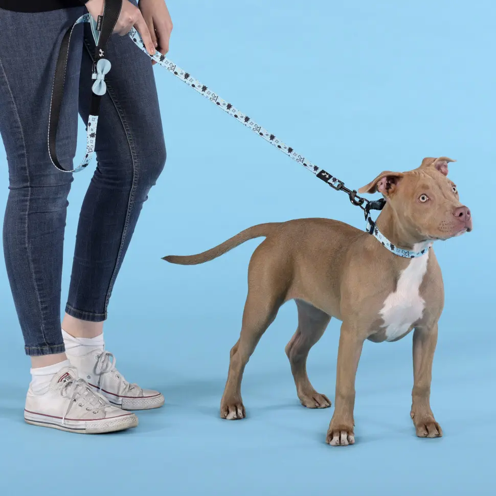 United pets complete me writing ошейник для собак, s 26-40/1,6 см, голубой с рисунком в интернет-зоомагазине Pets Room