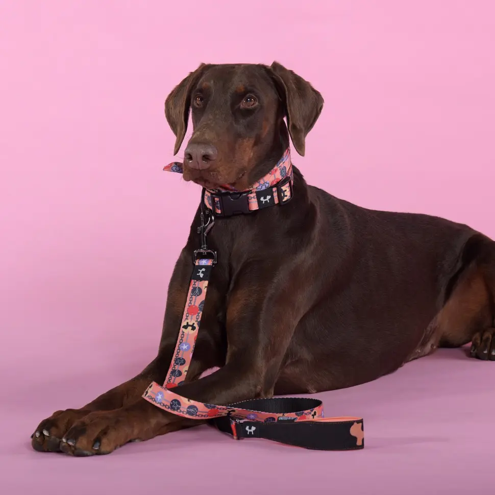 United pets complete me forever поводок для собак, 140 см, 16 мм, оранжевый с рисунком в интернет-зоомагазине Pets Room