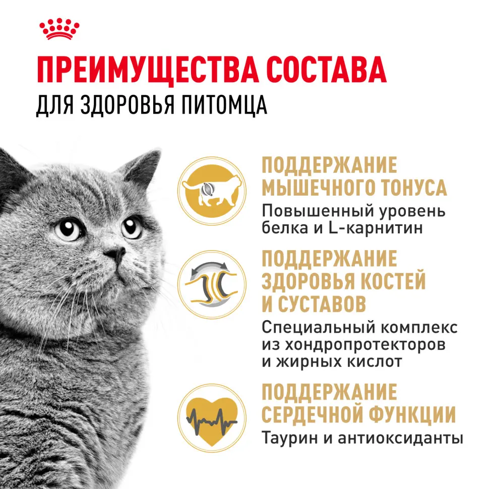 Royal canin british shorthair adult для британских короткошерстных кошек старше 12 месяцев - 2 кг в интернет-зоомагазине Pets Room