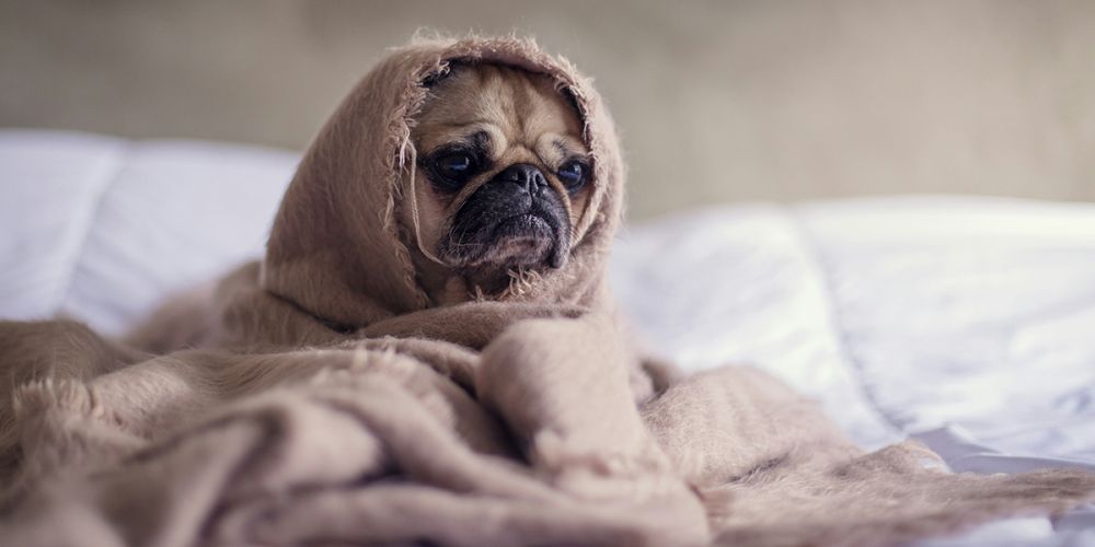 Как помочь собаке справиться со стрессом?