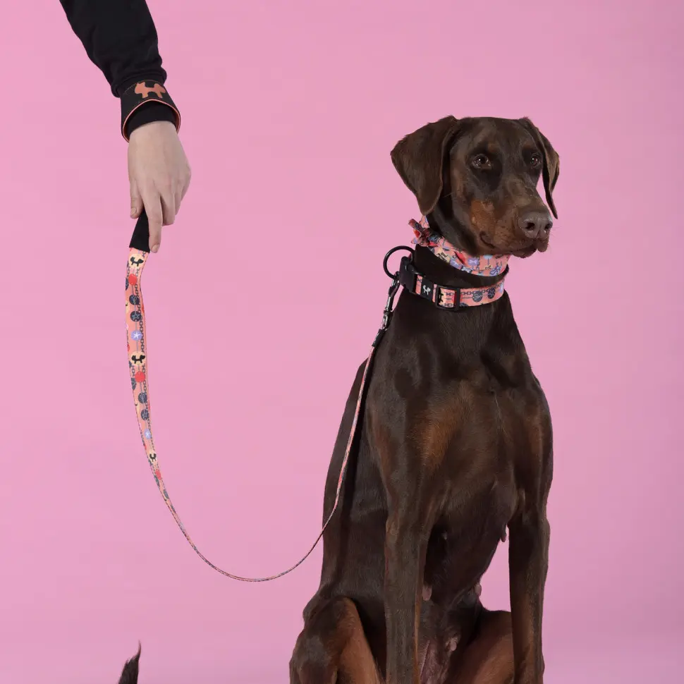 United pets complete me forever поводок для собак, 120 см, 25 мм, оранжевый с рисунком в интернет-зоомагазине Pets Room