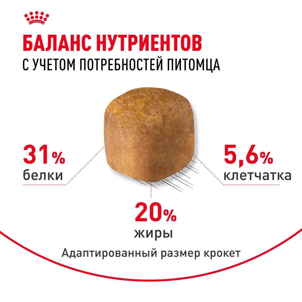 Royal canin maine coon adult сухой корм для взрослых кошек породы мейн - кун - 400 г в интернет-зоомагазине Pets Room