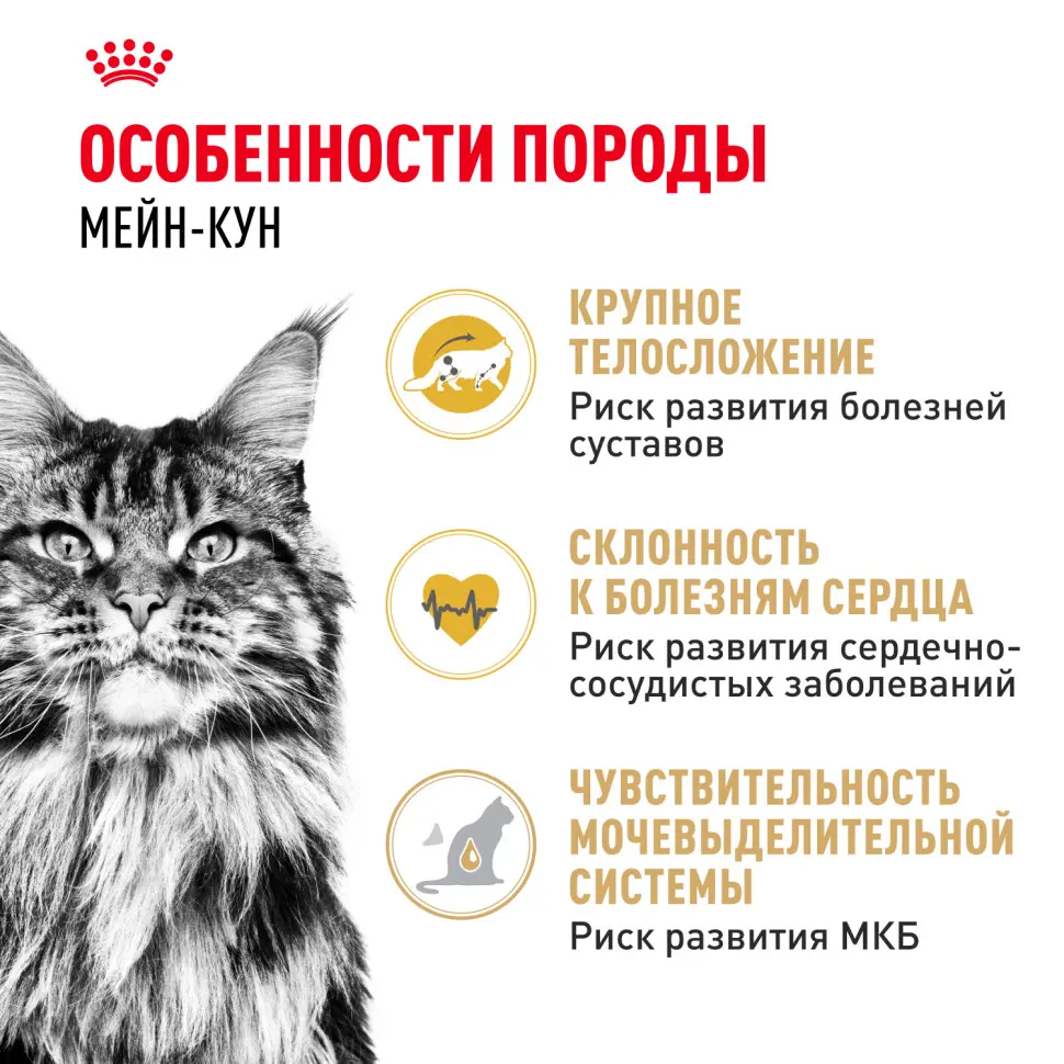 Royal canin maine coon adult сухой корм для взрослых кошек породы мейн - кун - 400 г в интернет-зоомагазине Pets Room