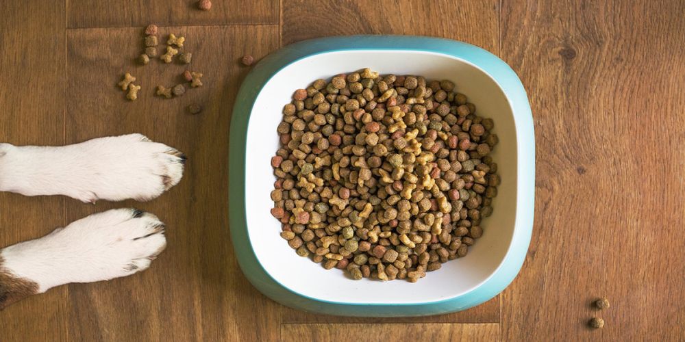 Лучшие сухие корма для собак в 2025 году: рейтинг топовых брендов