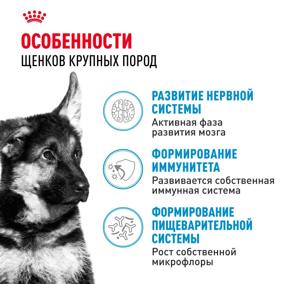 Royal canin maxi puppy сухой корм для щенков крупных пород до 15 месяцев - 3 кг в интернет-зоомагазине Pets Room