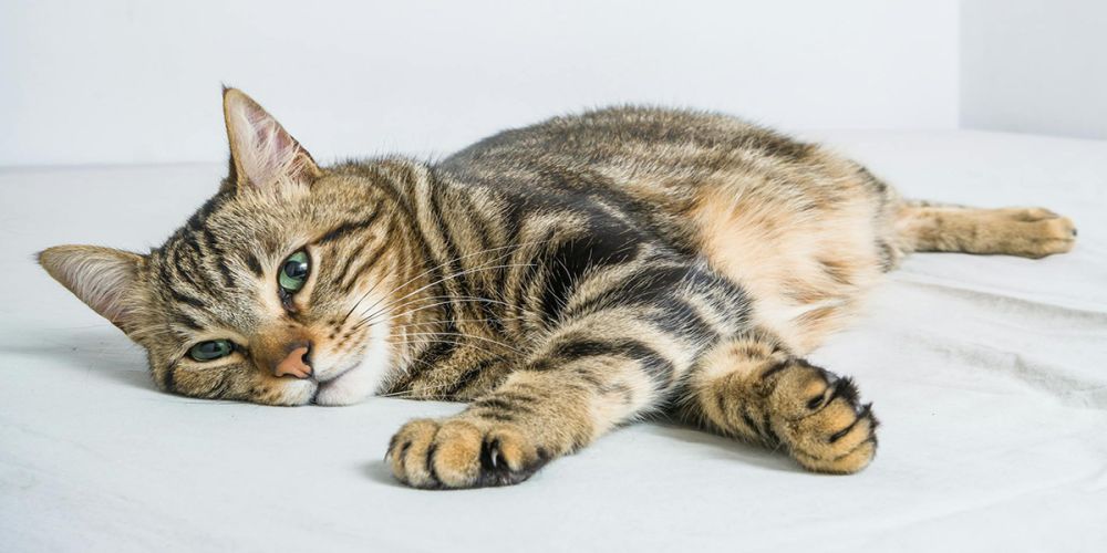 Как обустроить туалет для кошки?