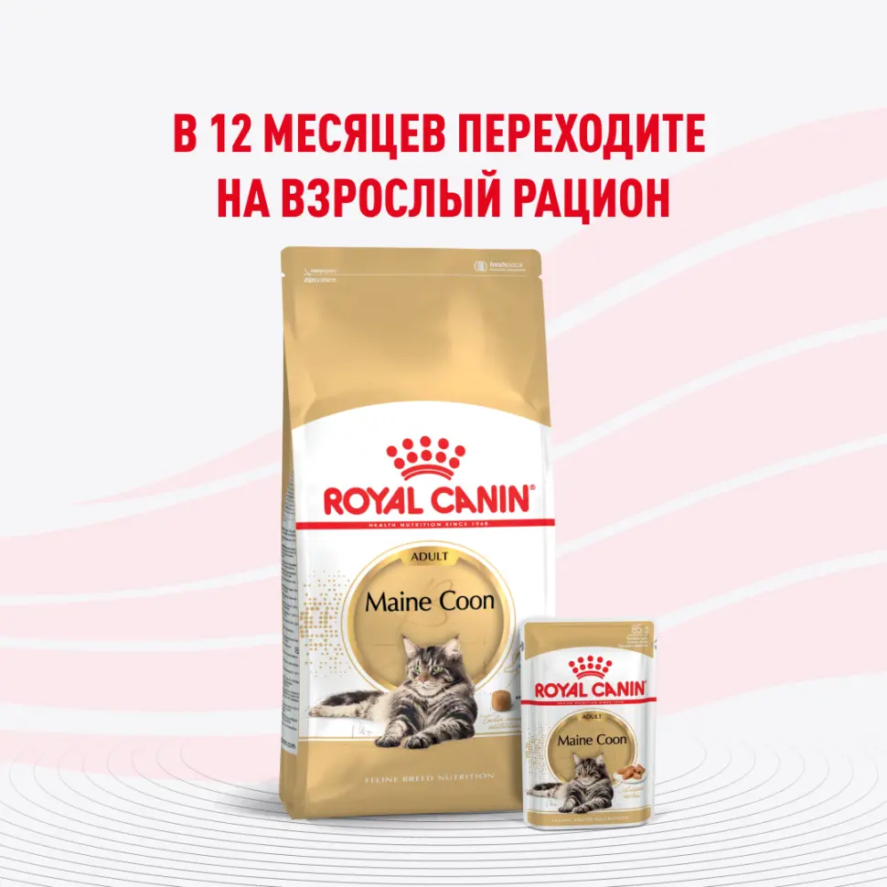 Royal canin kitten maine coon 85 г пауч влажный рацион для кошек породы мейн-кун в возрасте от 3 до 15 месяцев в интернет-зоомагазине Pets Room