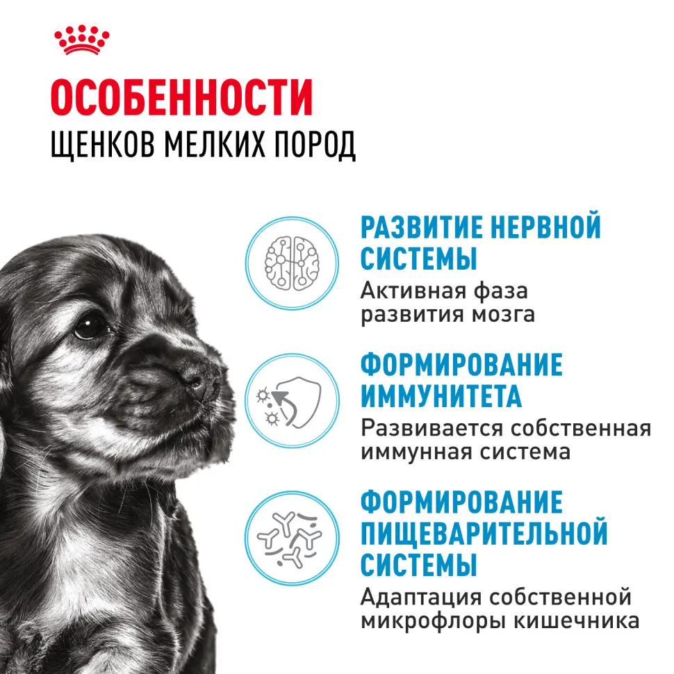 Royal canin mini puppy сухой корм для щенков мелких пород до 8 месяцев - 800 г в интернет-зоомагазине Pets Room