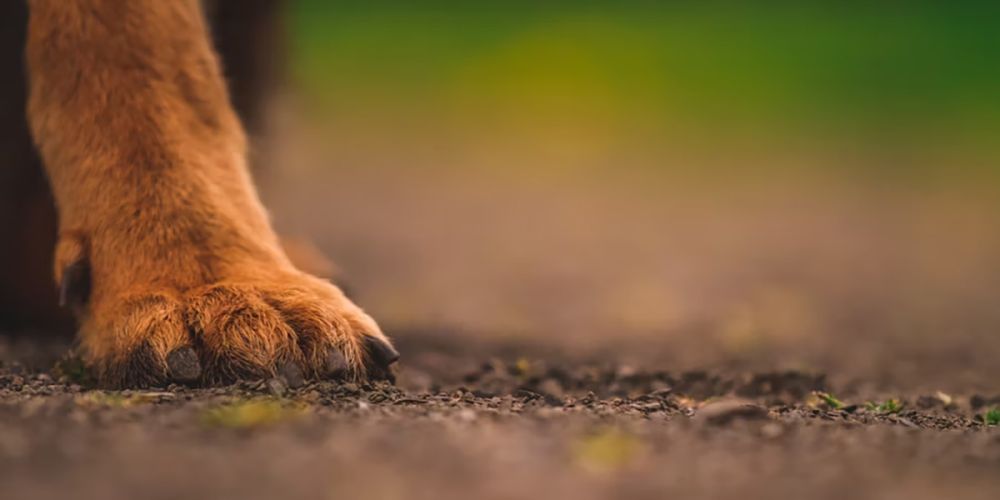 Лапки в опасности! Как защитить питомца от реагентов и трещин?