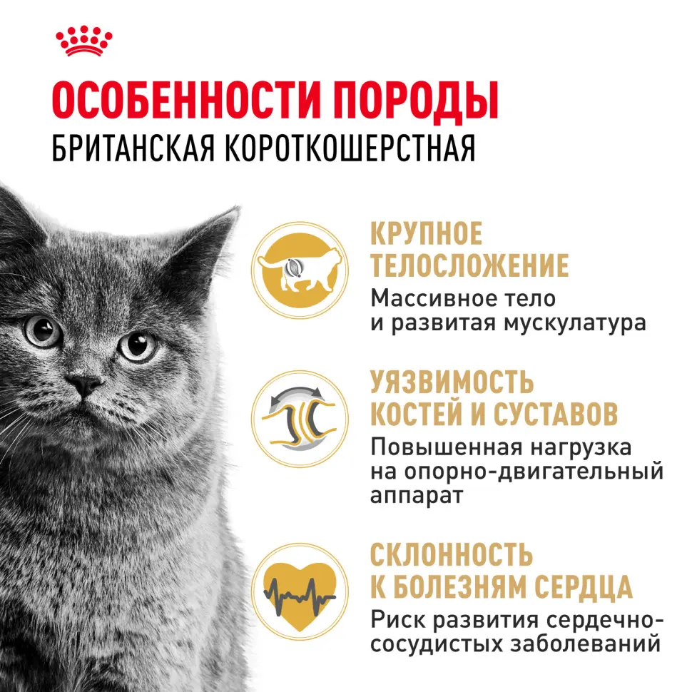 Royal canin british shorthair adult для британских короткошерстных кошек старше 12 месяцев - 2 кг в интернет-зоомагазине Pets Room