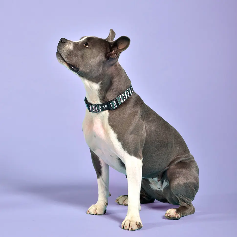 United pets complete me ошейник для собак, l 43-73/2,5 см, розовый камуфляж в интернет-зоомагазине Pets Room
