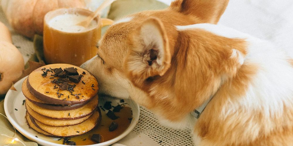 Что будет, если кормить питомца только натуральной едой?