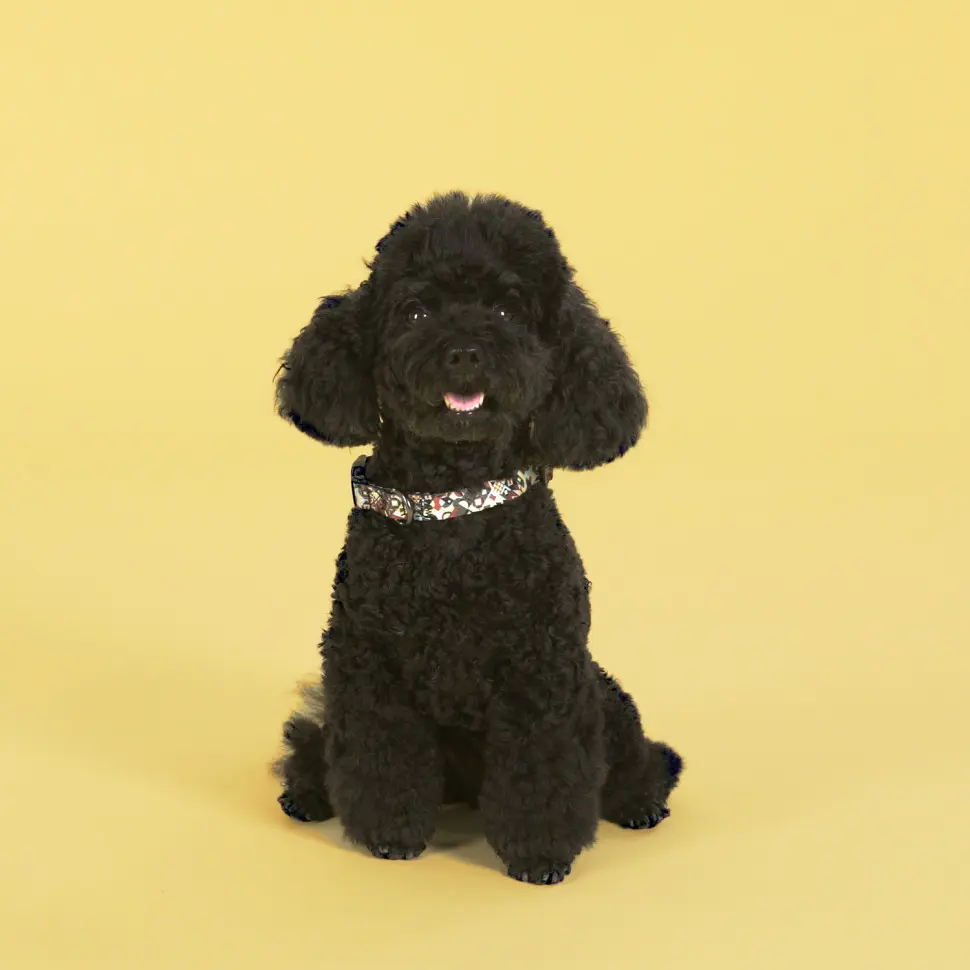 United pets complete me ошейник для собак, l 43-73/2,5 см, разноцветный рисунок в интернет-зоомагазине Pets Room