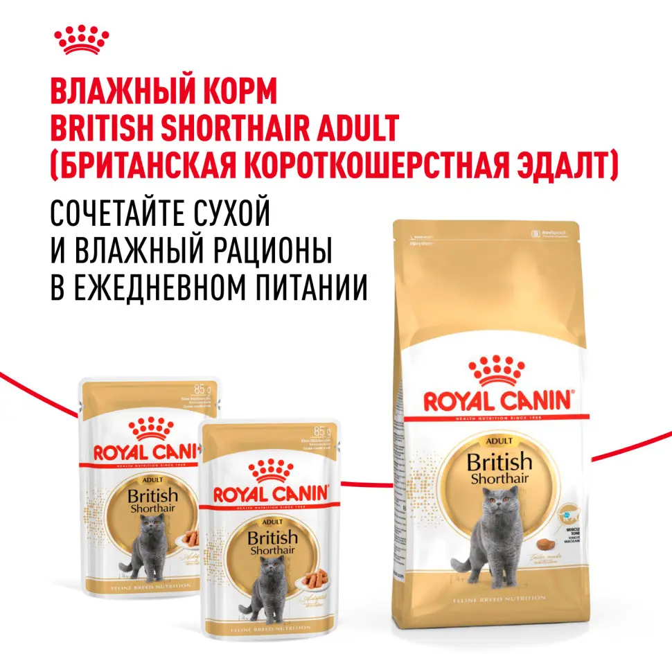 Royal canin british shorthair сухой корм для взрослых кошек породы британская короткошерстная - 400 г в интернет-зоомагазине Pets Room