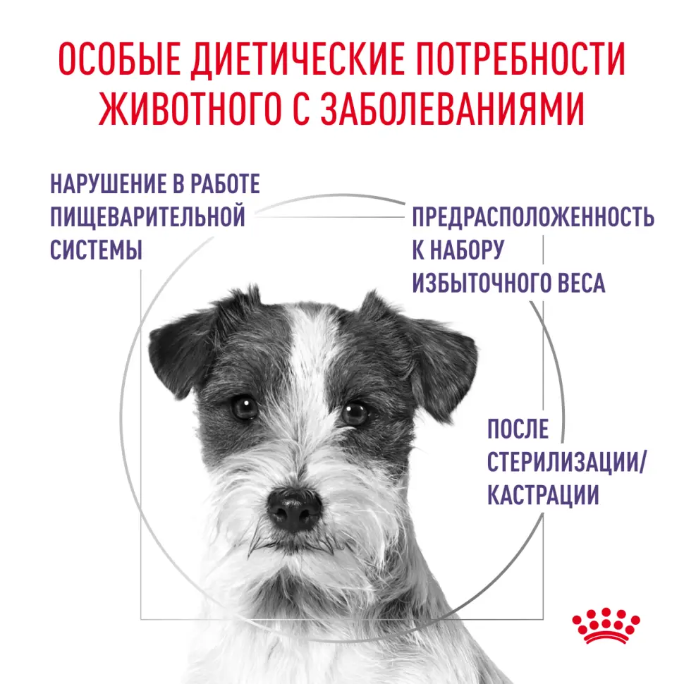 Royal canin neutered adult small dog сухой корм для взрослых кастрированных собак мелких пород 800г в интернет-зоомагазине Pets Room