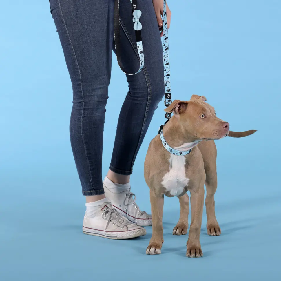 United pets complete me writing ошейник для собак, s 26-40/1,6 см, голубой с рисунком в интернет-зоомагазине Pets Room