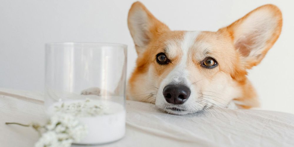 Можно ли поить питомца молоком?