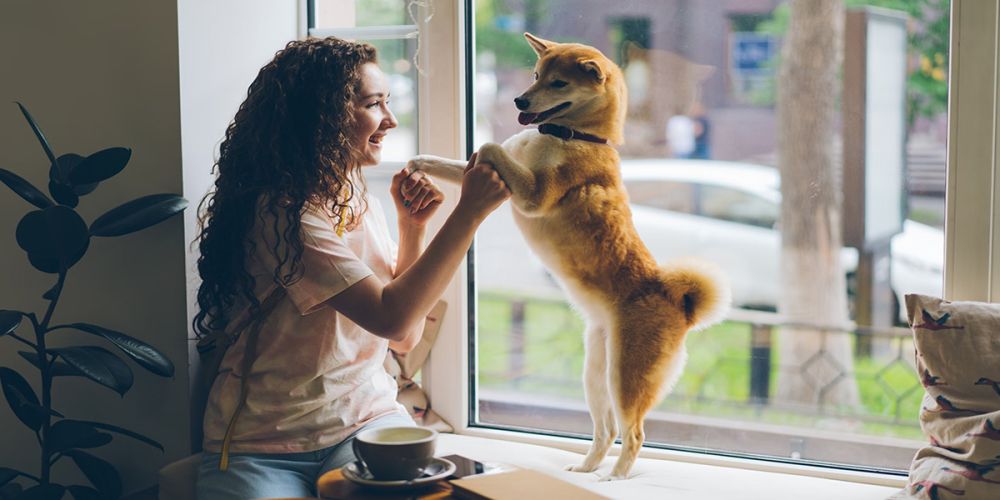 Никогда не кормите своего питомца этим! Список запрещенных продуктов для собак и кошек