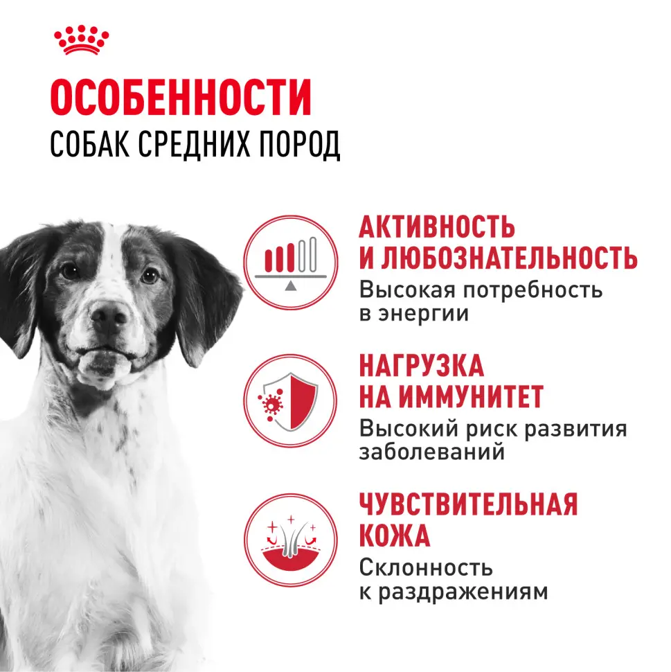Royal canin medium adult сухой корм для взрослых собак средних пород от 12 месяцев до 7 лет, со свининой - 3 кг в интернет-зоомагазине Pets Room