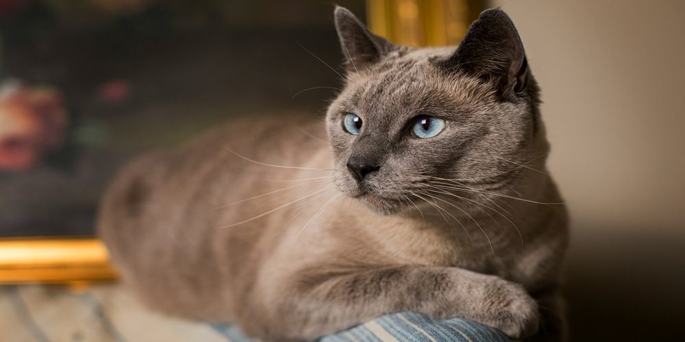 Сиамская кошка: всё о породе и характере