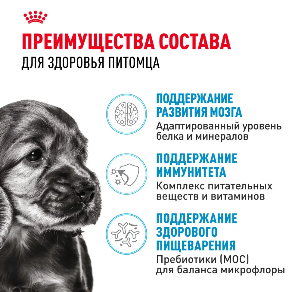 Royal canin mini puppy сухой корм для щенков мелких пород до 8 месяцев - 800 г в интернет-зоомагазине Pets Room