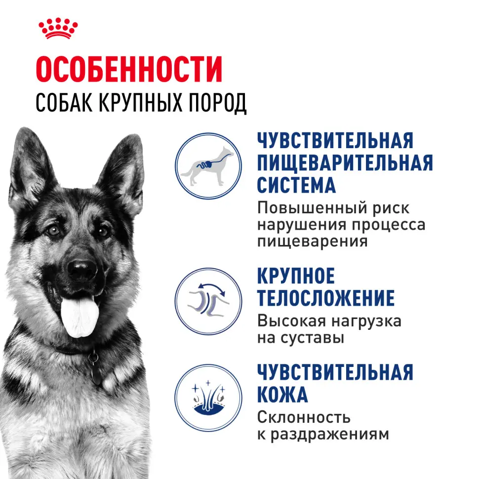 Royal canin maxi adult сухой корм для взрослых собак крупных пород - 3 кг в интернет-зоомагазине Pets Room
