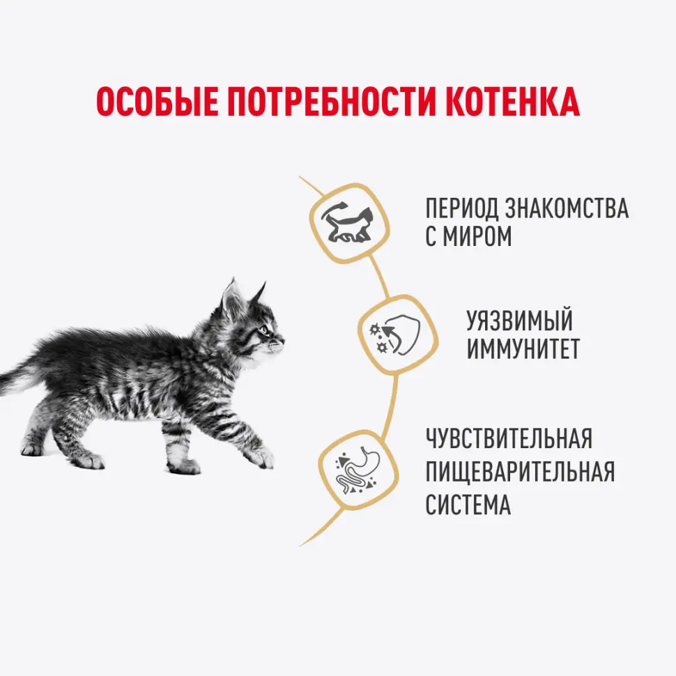 Royal canin kitten maine coon 85 г пауч влажный рацион для кошек породы мейн-кун в возрасте от 3 до 15 месяцев в интернет-зоомагазине Pets Room