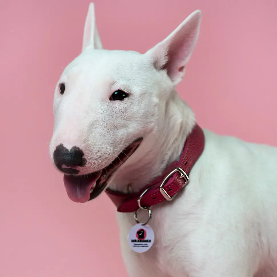 Mr.kranch ошейник для собак из натуральной кожи с qr-адресником, 38-45 см, малиновый в интернет-зоомагазине Pets Room