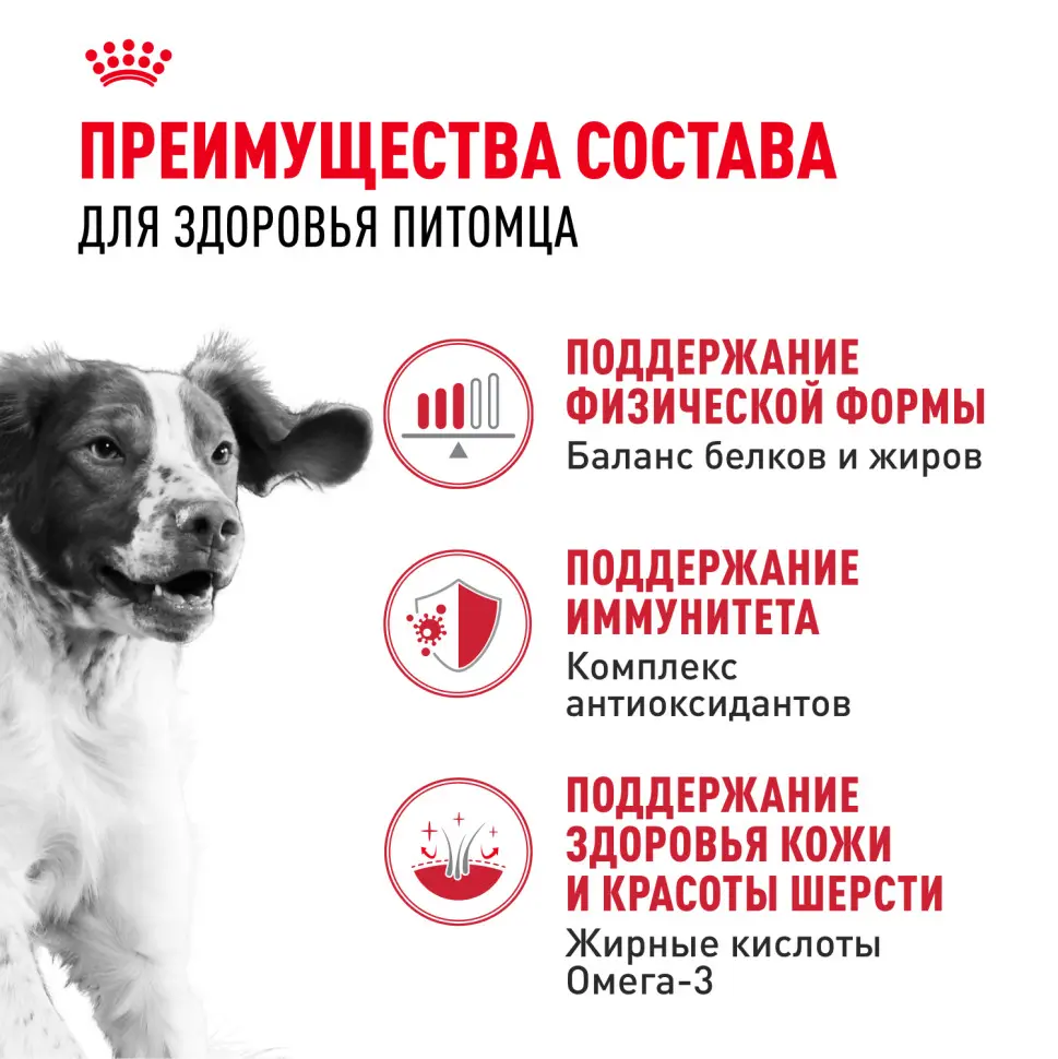 Royal canin medium adult сухой корм для взрослых собак средних пород от 12 месяцев до 7 лет, со свининой - 3 кг в интернет-зоомагазине Pets Room