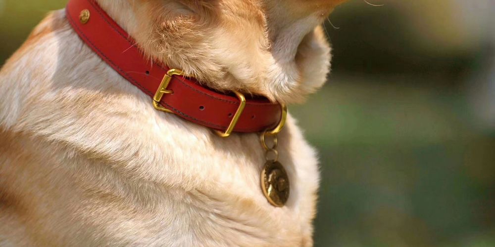 Лучший ошейник для вашего питомца. Как правильно выбрать?