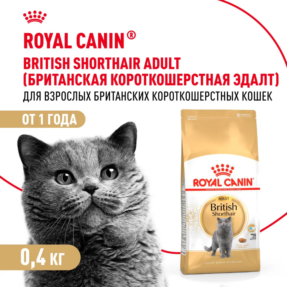 Royal canin british shorthair сухой корм для взрослых кошек породы британская короткошерстная - 400 г фото Royal canin british shorthair сухой корм для взрослых кошек породы британская короткошерстная - 400 г в интернет-зоомагазине Pets Room