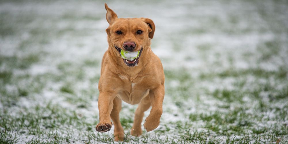Питомец в доме: что нужно для счастливой жизни с четвероногим другом